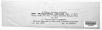 Phragmidium fragariae image